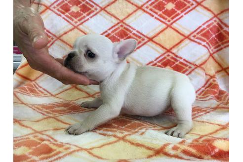 成約済の愛知県のフレンチブルドッグ-31853の1枚目